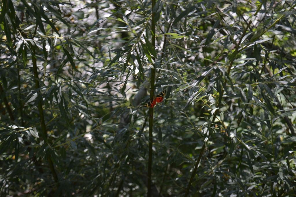 Callimorpha quadripunctaria???- Euplagia quadripunctaria